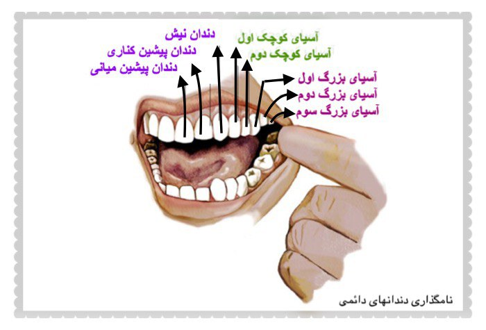 نمایی از دندان های دائمی